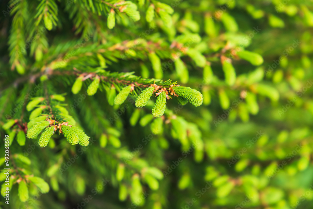 Fresh green spruce branches in spring season Fresh green spruce branches in spring season