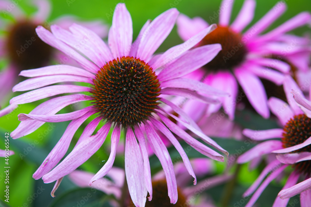 Macro photo of Echinacea purpurea Macro photo of Echinacea purpurea