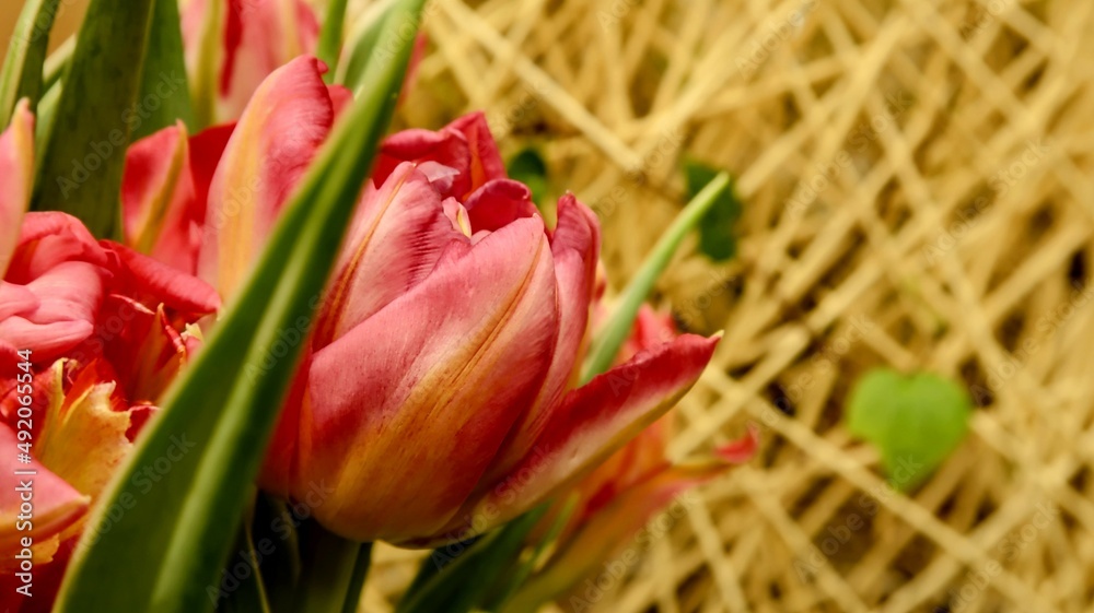 red tulips in the garden