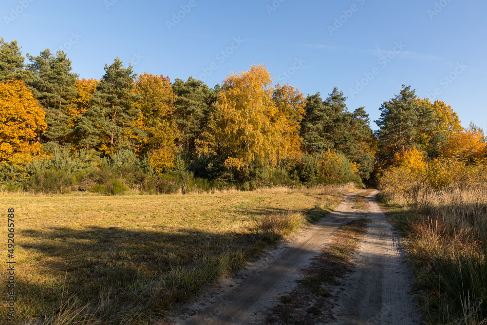 Dirt road to the autumn forest. Dirt road to the autumn forest.
