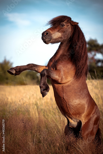 Fotografie Shetland Pony Hengst steigt