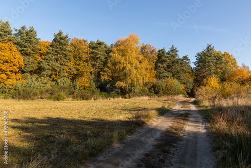 Dirt road to the autumn forest.