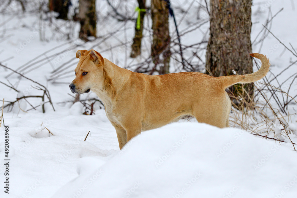 gorgeous amstaff mix dog in the winter forest. Active lifestyle, hiking and trekking with pets in cold season, taking dogs on long walks