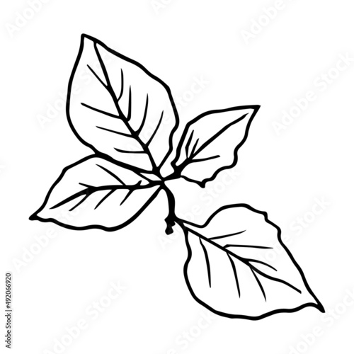 Autumn leaves: alder, Linden. Hand-drawn doodle illustration for adult coloring books.