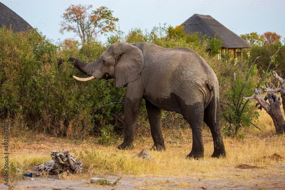Fototapeta premium African elephant eating, with a thatched rondavel hut in the background. Nehimba Safari Lodge, Hwange National park, Zimbabwe Africa