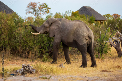 African elephant eating, with a thatched rondavel hut in the background. Nehimba Safari Lodge, Hwange National park, Zimbabwe Africa