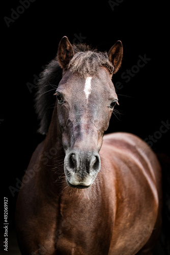 Portrait eines Kleinpferdes 