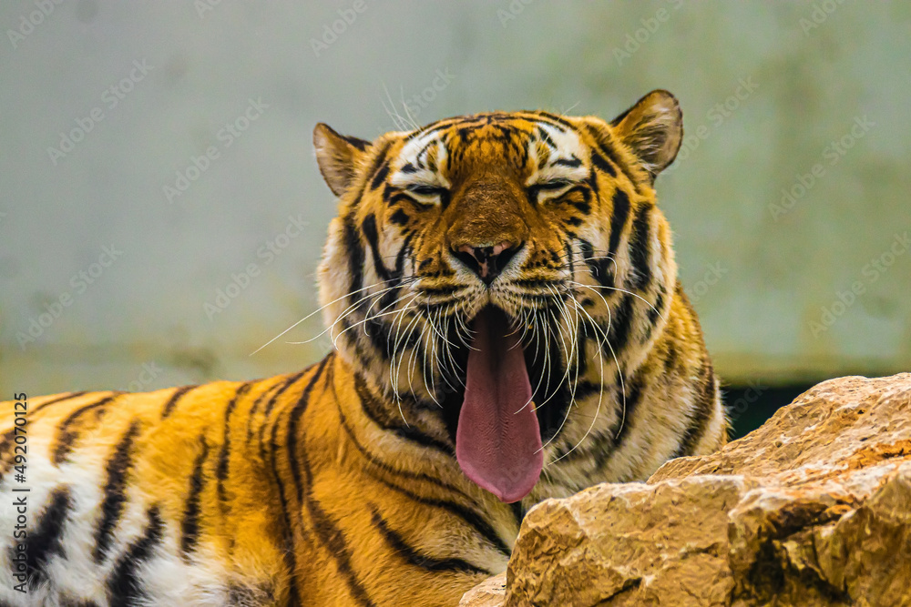 Obraz premium portrait of a bengal tiger