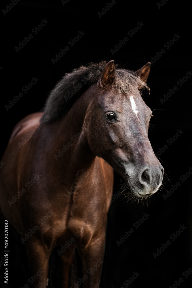 Obraz premium Portrait eines Kleinpferdes 