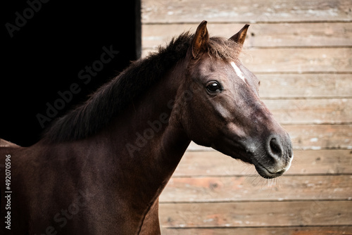 Pony vor dem Stall © M. Bischof