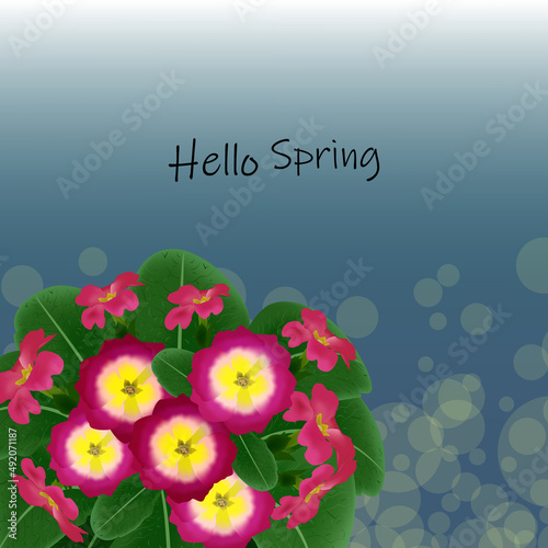 Bouquet of pink primroses against the background of green foliage, hello spring photo