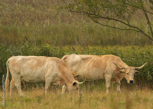 British Parl White Cattle