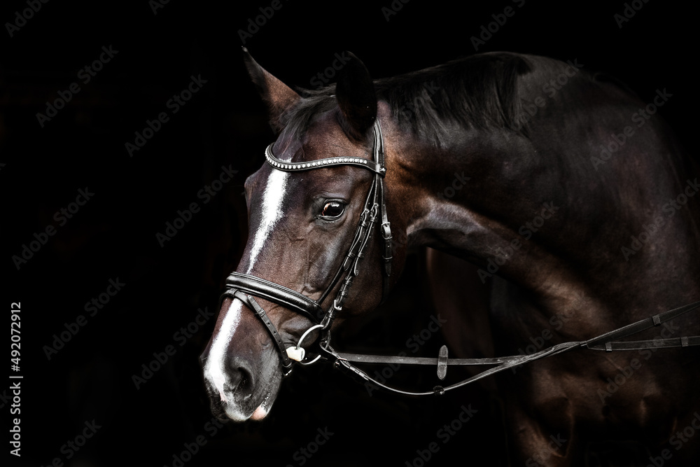 Fototapeta premium Reitpferd mit Zaumzeug