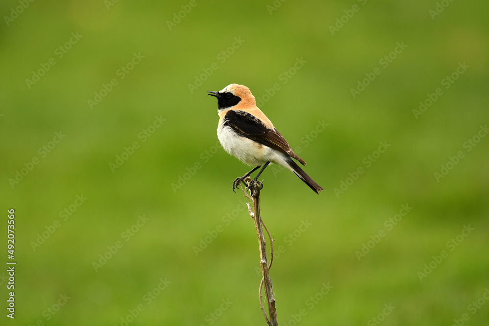 Fototapeta premium colalba rubia en el campo en primavera