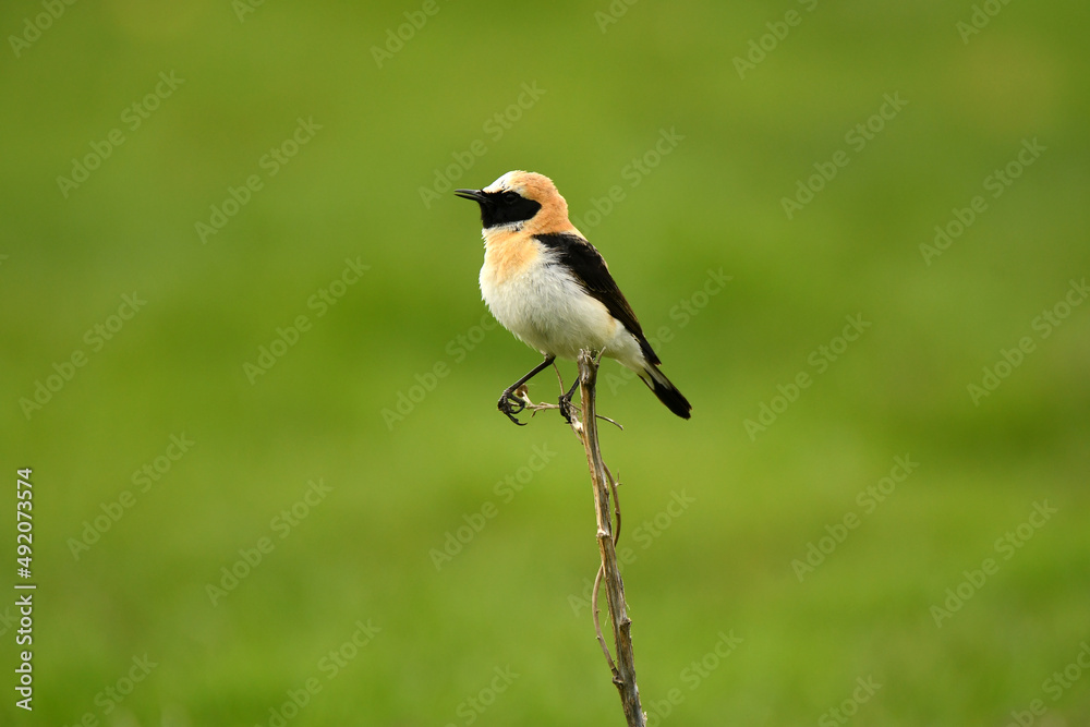 Fototapeta premium colalba rubia en el campo en primavera
