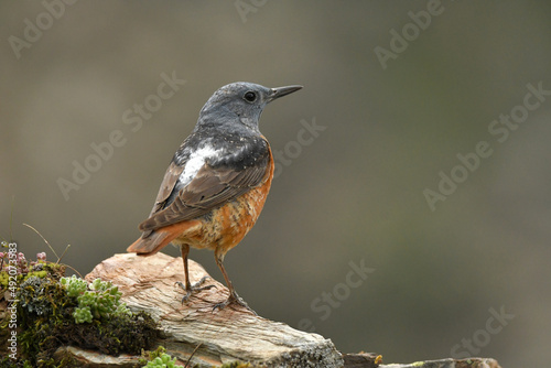 Roquero rojo en la montaña en primavera