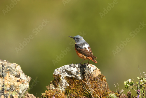 Roquero rojo en la montaña en primavera
