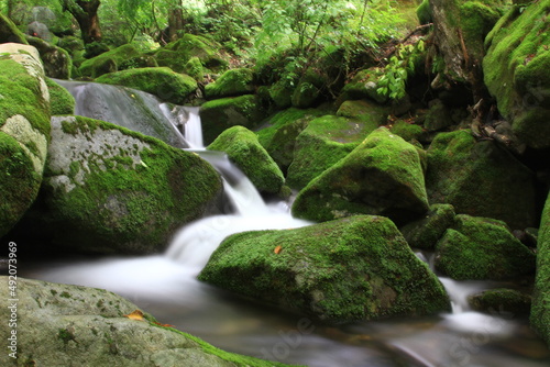 Moss / 이끼