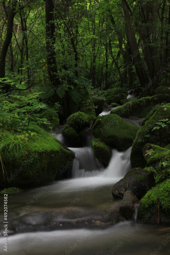Moss / 이끼 Moss / 이끼