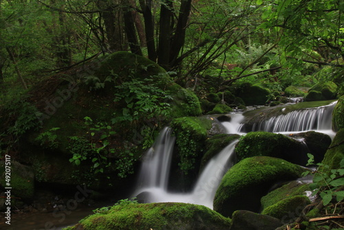 Moss / 이끼