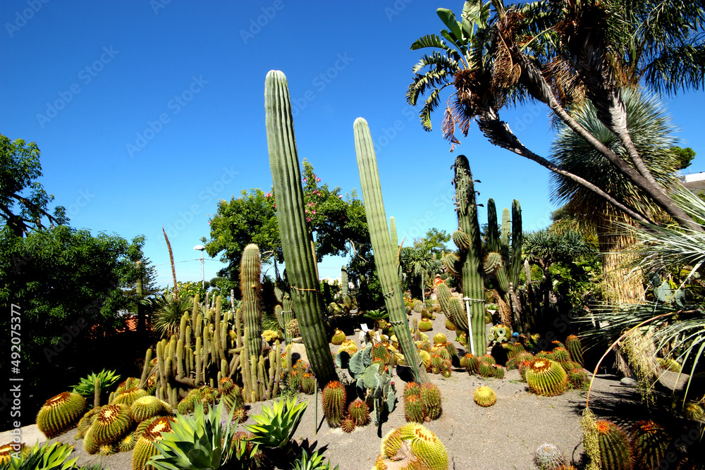 Fototapeta premium Cactus garden,tastefully installed cacti in the botanical garden.