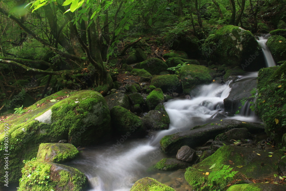 Moss / 이끼 Moss / 이끼
