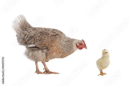 Fotografie, Obraz Hen and little chick isolated on white background