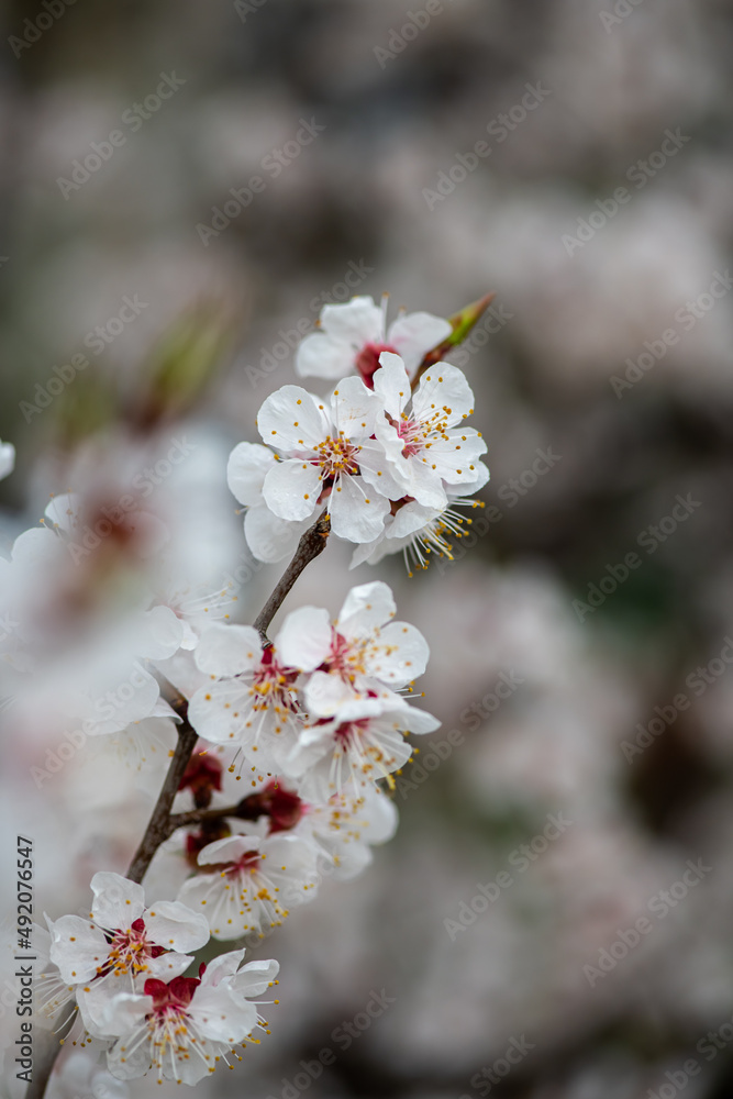 Nice white apricot spring flowers branch macro photography nature awakening Nice white apricot spring flowers branch macro photography nature awakening