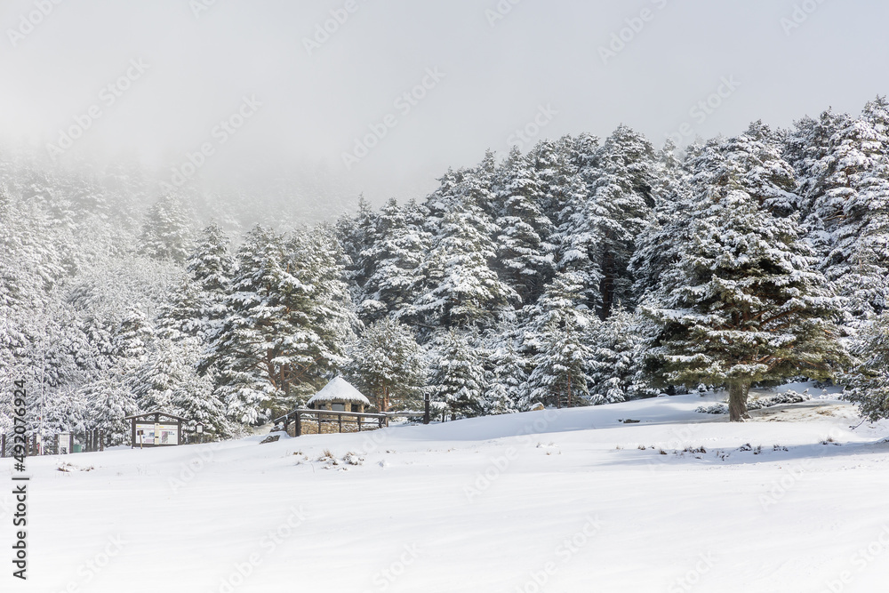 snow covered trees in the mountains of guadarrama national park, in Madrid snow covered trees in the mountains of guadarrama national park, in Madrid