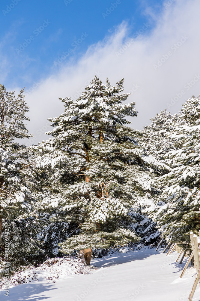snow covered trees in the mountains of guadarrama national park, in Madrid snow covered trees in the mountains of guadarrama national park, in Madrid