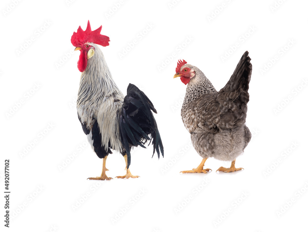Gray chicken and cock isolated on white