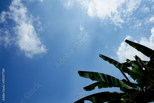 banana leaf with blue sky background 