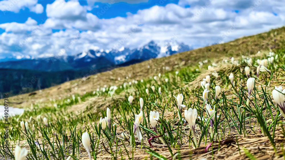 Field of pink and white crocus with a panoramic view on mountain peaks in early spring in the Karawanks and Julian Alps, Carinthia, Austria. Border to Slovenia. Looking on mount Triglav and Mangart Field of pink and white crocus with a panoramic view on mountain peaks in early spring in the Karawanks and Julian Alps, Carinthia, Austria. Border to Slovenia. Looking on mount Triglav and Mangart