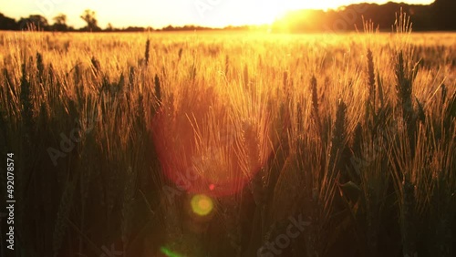 4K clip of wheat or barley field blowing in the wind at sunset or sunrise
