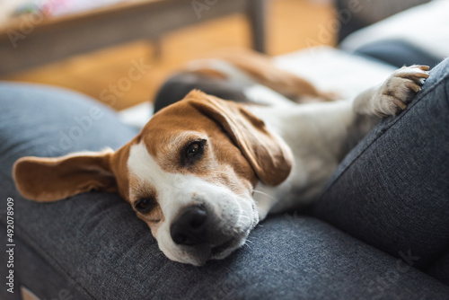 Adult Male hound Beagle dog sleeping at home on the sofa. Cute dog portrait, sellective focus, blurred background