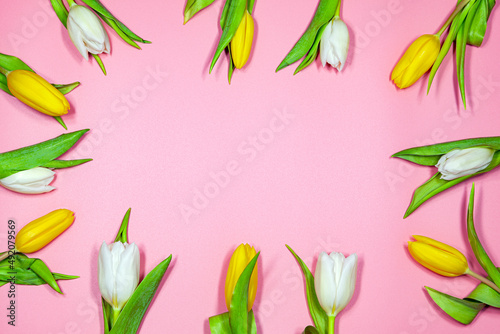 Fototapeta Naklejka Na Ścianę i Meble -  Yellow and white tulips on a pink background.