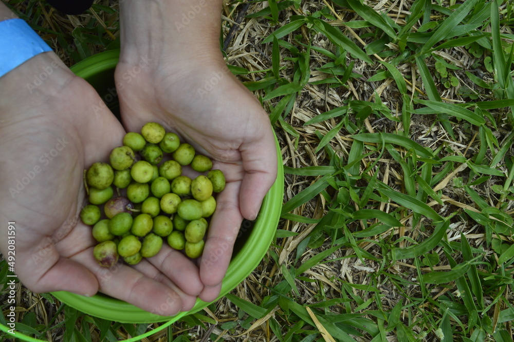 Mãos com olivas verdes colhidas Mãos com olivas verdes colhidas