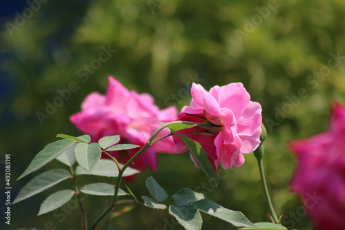 It is a pink color rose flower in the garden.This rose flower is cultivated in the garden and it is a romantice flower. photo