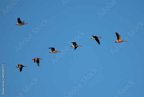 Fliegender Gänseschwarm