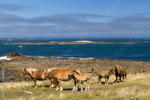 Horse in a field near Tremazan in Brittany, France