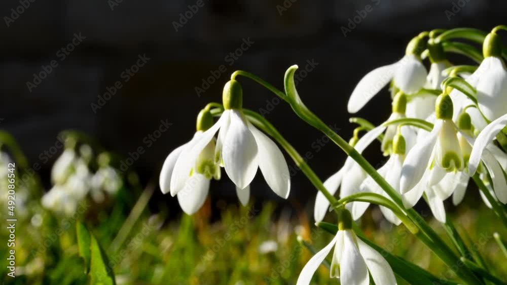Snowdrop, early flower of the German spring flora Snowdrop, early flower of the German spring flora