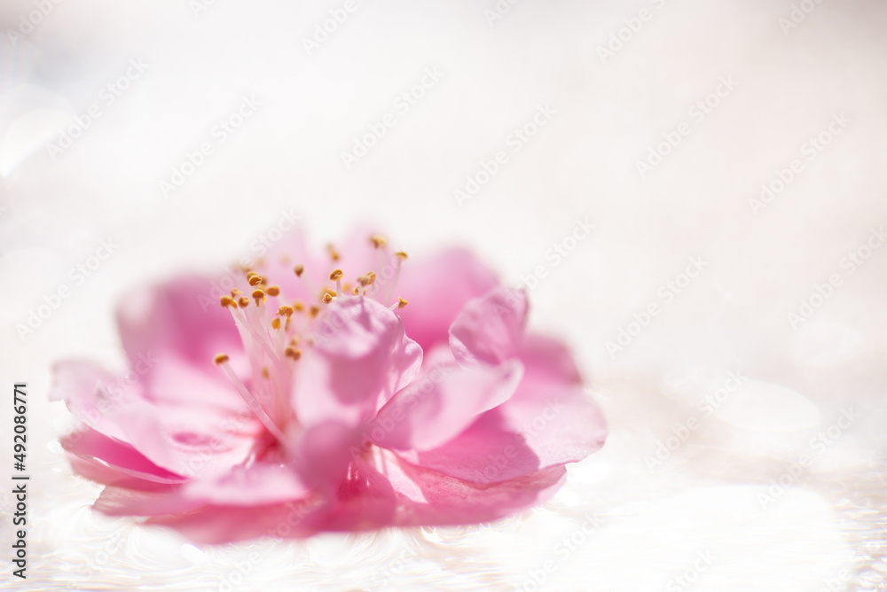 水に浮かぶ梅の花 水に浮かぶ梅の花