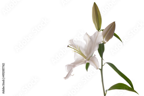High key photograph of a Lily on a white background with copy space