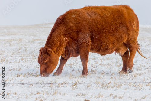 Beef Cattle in Winter. A single beef cow grazing foor food during the winter season. Taken in Alberta, Canada photo