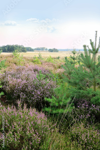 the color purple in the cross border park De Zoom, Belgium, the Netherlands