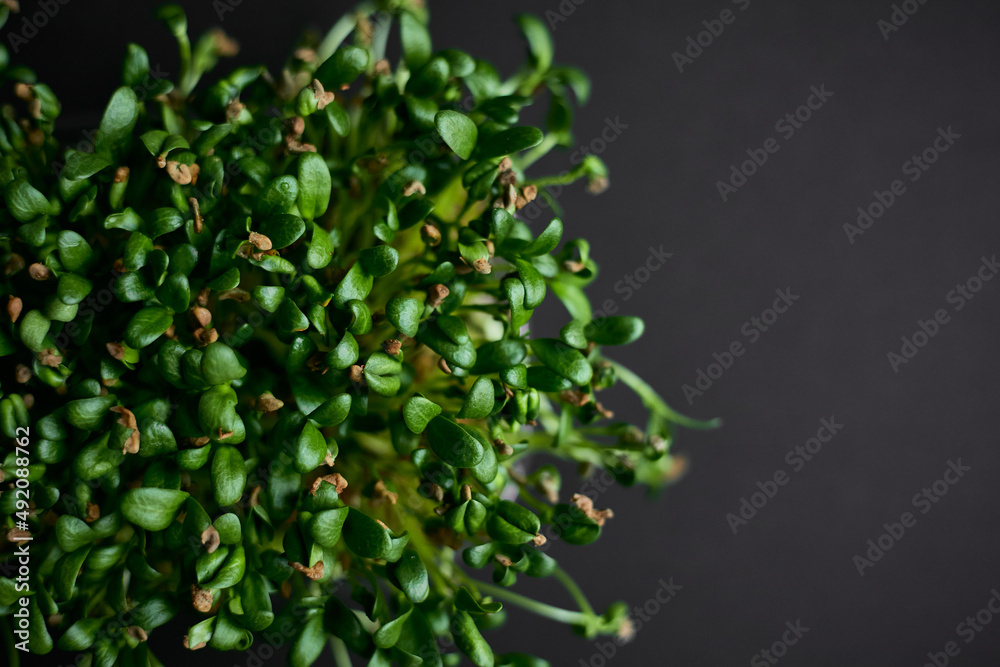 Fresh green plant micro grows on a black background. Horizontal view. Fresh green plant micro grows on a black background. Horizontal view.