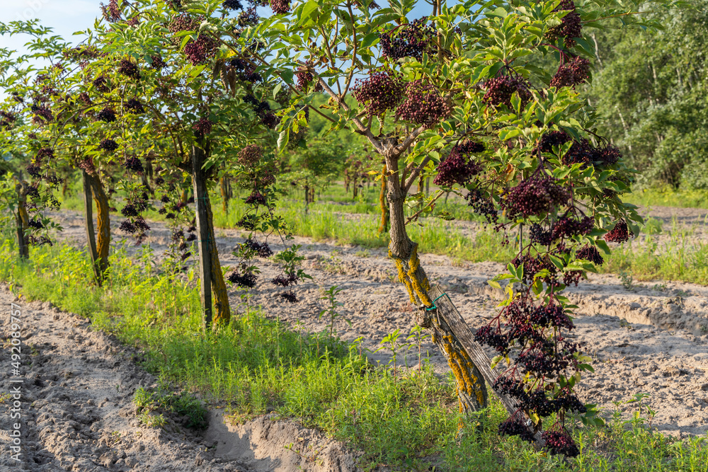 Fototapeta premium elderberry orchard in central Hungary