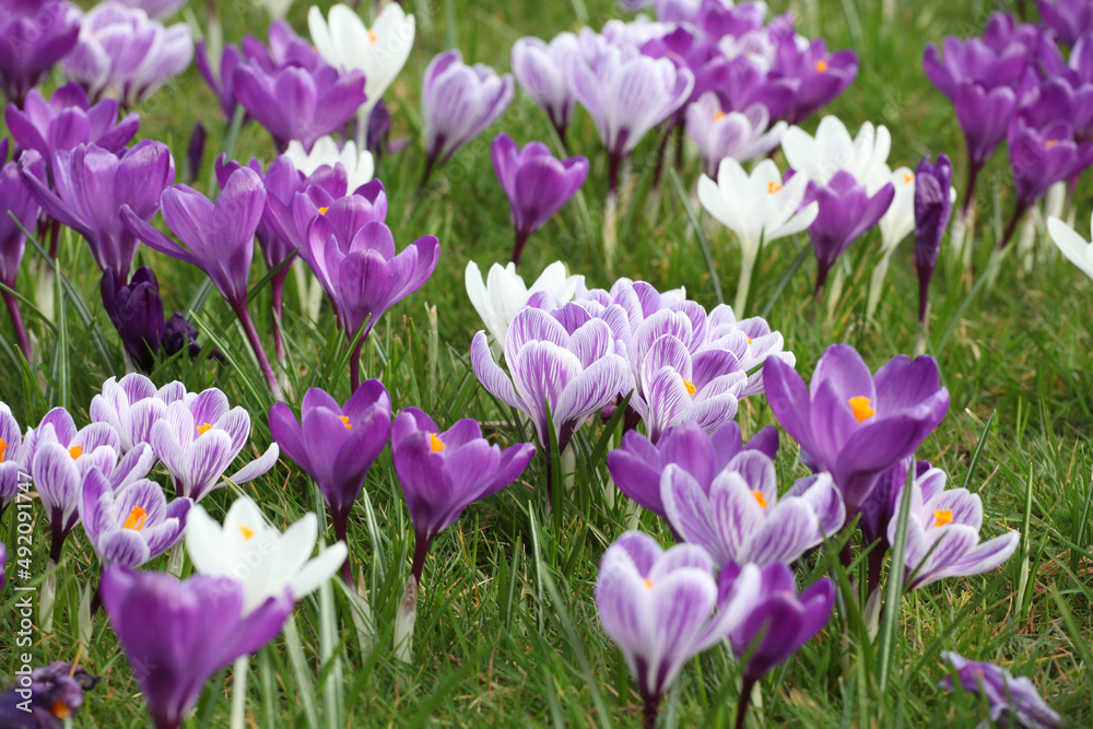 Purple and mauve crocus ÔpickwickÕ and Ôflower recordÕ blooming.