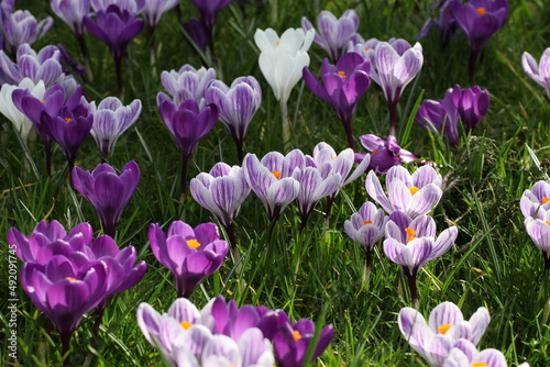 Fototapeta Naklejka Na Ścianę i Meble -  Purple and mauve crocus 'pickwick' and 'flower record' blooming.