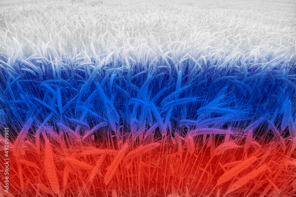 Obraz premium Wheat price increase in Russia with flag as a concept.